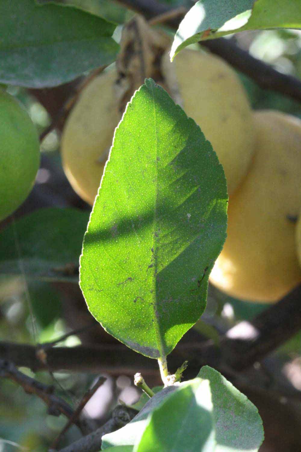              Unifoliolate leaf (Riverside, CA)       